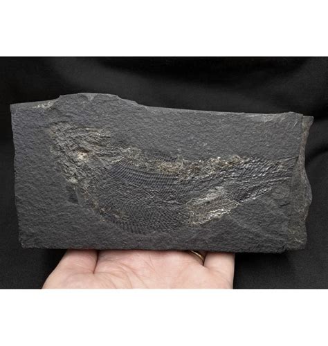 Fossils Upper Permian Fossil Fish From Hessen Germany