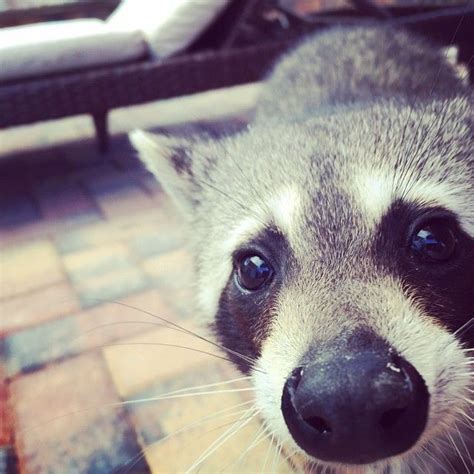 Orphaned Raccoon Thinks Shes A Dog After Being Rescued And Raised By