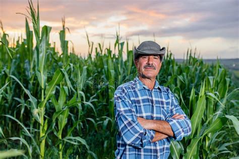 Senior Indian Farmer Standing In Corn Field Examining Crop At Sunset