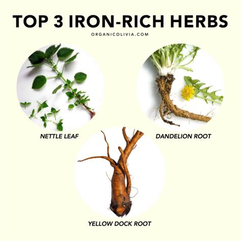 Hair loss, whether caused by iron deficiency or otherwise, can be distressing. Top 3 Iron-Rich Herbs (great for hair loss & fatigue ...
