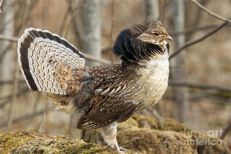 Ruffed Grouse Courtship Display 12 Photograph By Linda Freshwaters