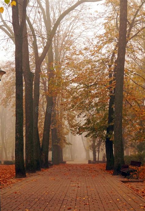 Autumn Park Alley In Dense Fog Stock Photo Image Of Beauty Morning