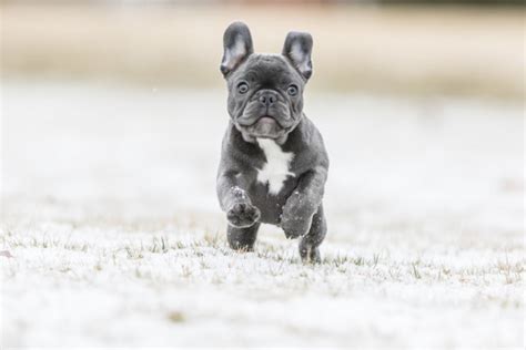 Its All About The Frenchie 10 Fascinating Fun Facts French Bulldog