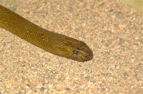 Inland Tiapan Or Fierce Snake Oxyuranus Microlepidotus Flickr