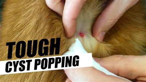 Dog Gets Tough Cyst Popping Youtube