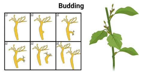 Budding Asexual Reproduction In Plants And Hydra