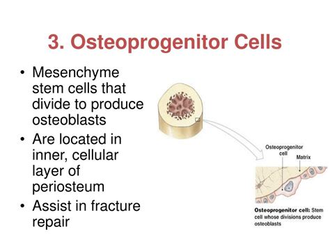 Ppt Osseous Tissue And Bone Structure Powerpoint Presentation Free Download Id 2353722