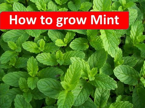 Mint grows rapidly and easily spreads everywhere, so if you want to grow some in your garden, you have to place it in a container before planting to prevent it from taking over flower beds. How to grow Mint in your home garden by RinkusRasoi ...