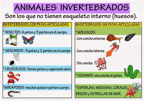 ClasificaciÓn De Los Animales Especies Alimentación Y Reproducción