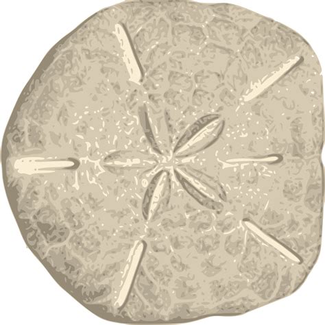 Sand Dollar Png Png Image Collection