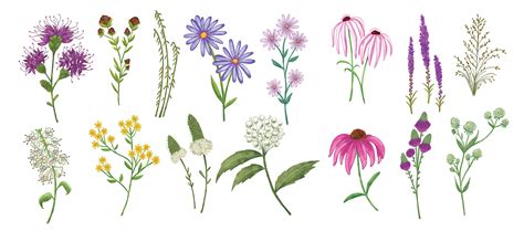 Wild Flower Drawing At Getdrawings Free Download