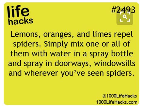 I Hate Spiders 100 Life Hacks Simple Life Hacks Useful Life Hacks Life Tips Life Advice