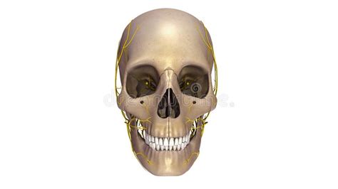 Skull With Nerves Lateral View Stock Illustration Illustration Of