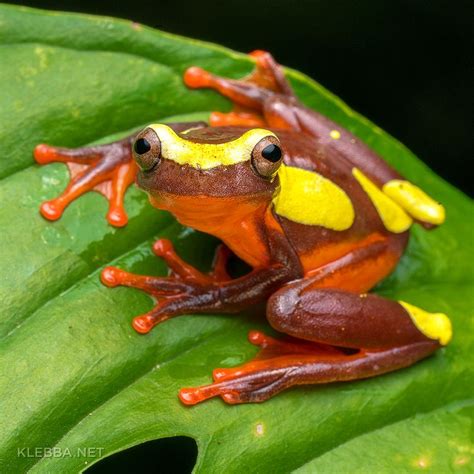 Clown Tree Frog — Amazon Rainforest Yasuni National Park Ecuador