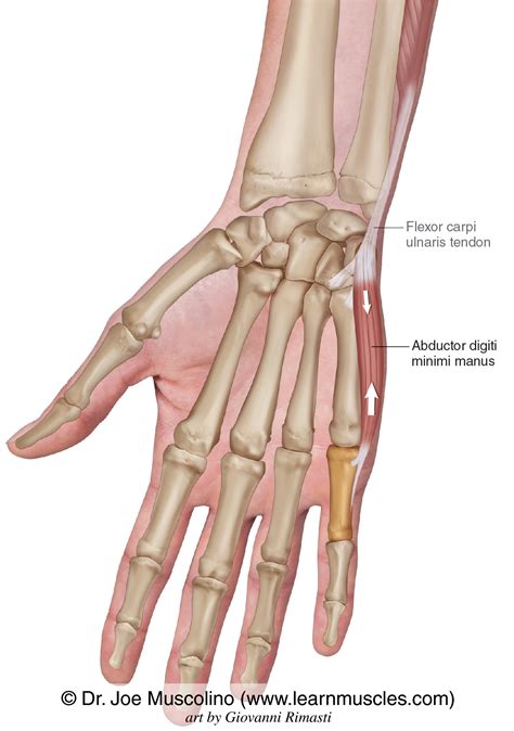 Abductor Digiti Minimi Manus Learn Muscles