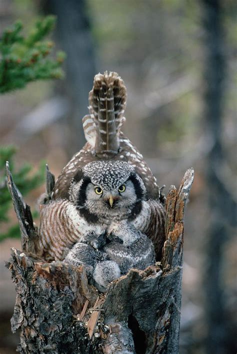 Northern Hawk Owl Owl Photos Owl Pictures Beautiful Owl Animals