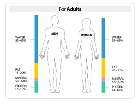 Body Composition And Your Health Pace Health Management