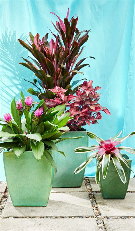 Tropical Container Gardens Container Flowers Container Plants