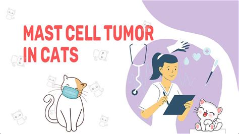 Mast Cell Tumor In Cats Petmoo