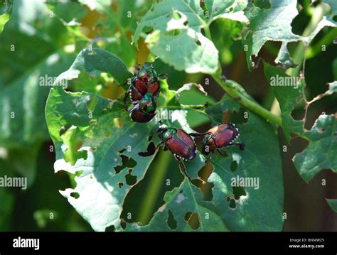 Japanese Beetles Popillia Japonica Damage Green Leaves Stock Photo