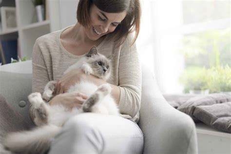 Tips Keep Cats Healthy Cats At Home Pet Sitting