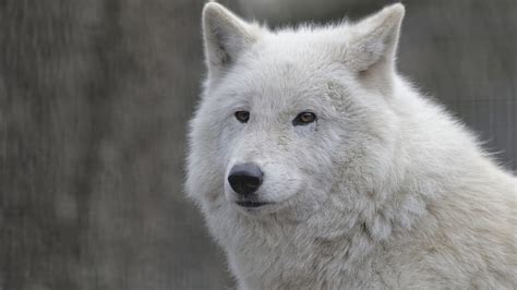 Hd Wallpaper Anger Wolf Face Gray And White Wolf Predator Profile