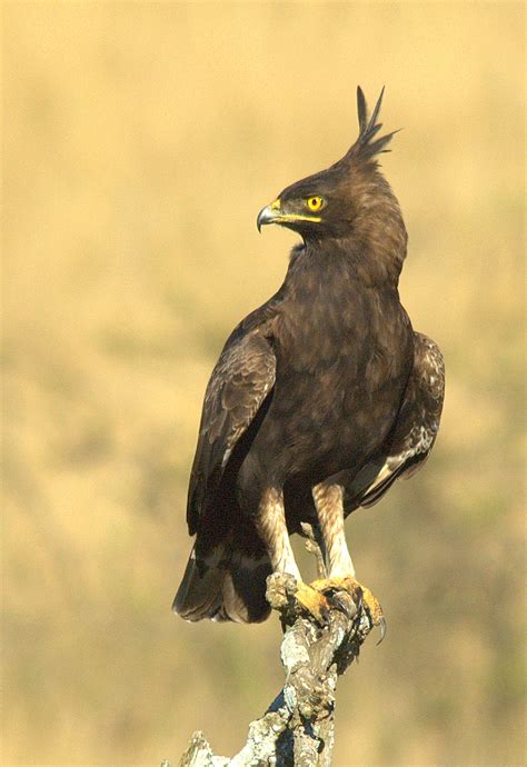 Long Crested Eagle Birdlife Ethekwini Kzn