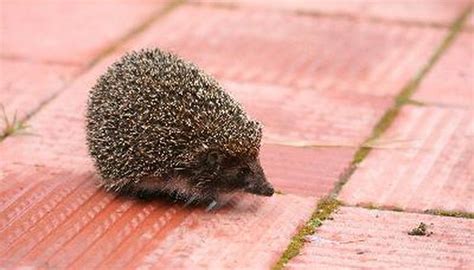 Not only was sonic the hedgehog one of my. Hedgehogs & Porcupines | Animals - mom.me