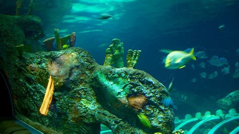 Sea Life Aquarium In Kansas City Missouri Expedia
