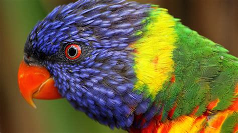 Colorful Parrot Pictures Hd Desktop Wallpapers 4k Hd