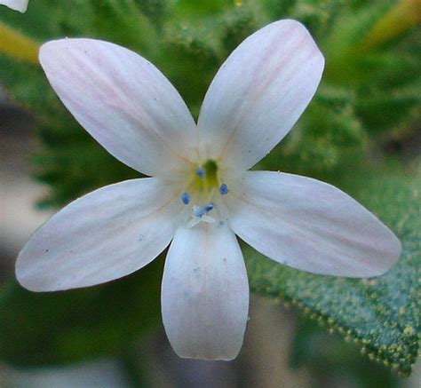 http://yosemiteexplorer.com/nature/flowers/collomia-grandiflora