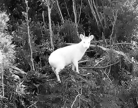 Rare Albino Miniature Deer Snapped In The Wild