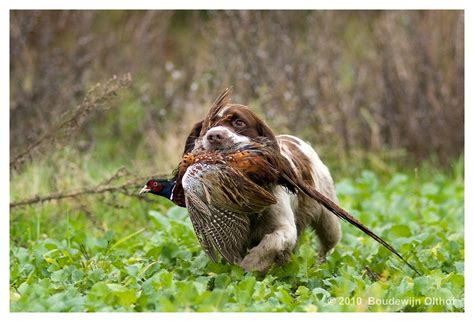 english springer spaniel  pheasant  hunting flickr