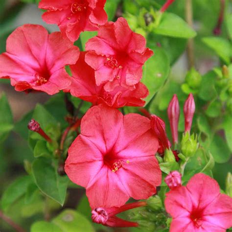 How many flowers do you know of are open in the evening? Four O' Clock Seeds - Mirabilis Jalapa Red Flower Seed