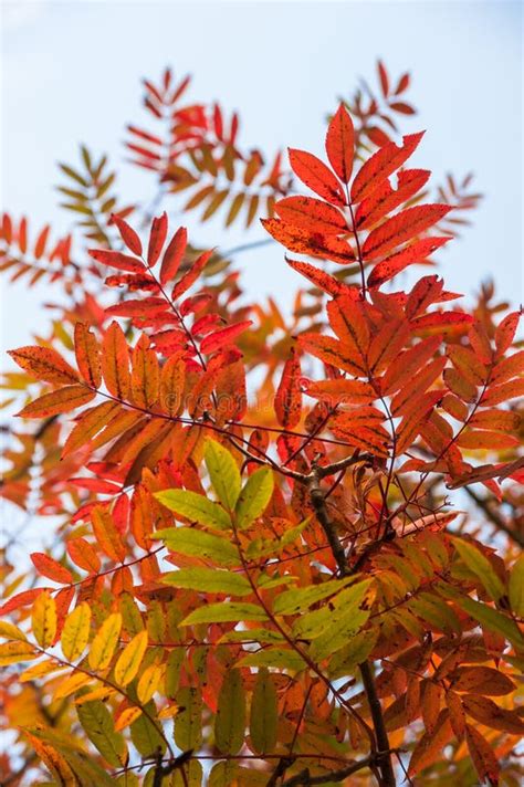 Ash Tree Autumn Leaves Colours Stock Image Image Of Autumn Colorful