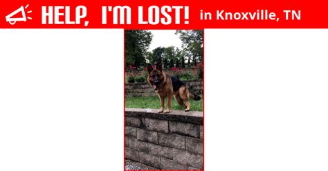 Find what you are looking for or create your own ad for free! Lost Dog (Knoxville, Tennessee) - Zara