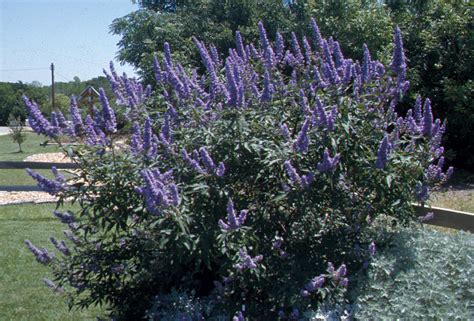 This texas native tree grows well in areas between the pecos river and the brazos river. PLANTanswers: Plant Answers > Texas Lilac Vitex * The Next ...