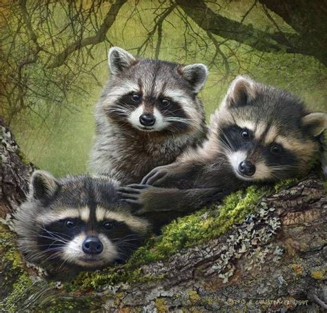 Raccoons As Art By R Christopher Vest In Wildlife On Art And Design By