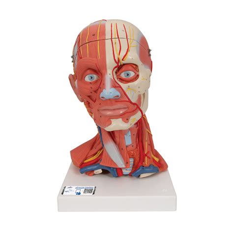 Anatomical Teaching Models Plastic Anatomy Models Head
