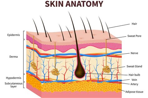 Layers Of The Skin Anatomy And Physiology I My Xxx Hot Girl