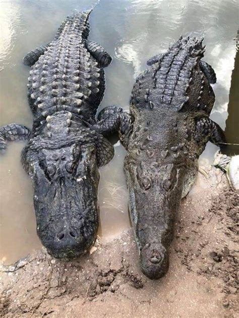 Whats The Difference Between An Alligator Vs Crocodile Leila World Blog