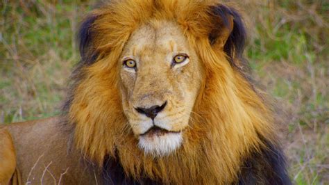 Pet Lion Escapes Roams Free In Dubai Streets Ctv News