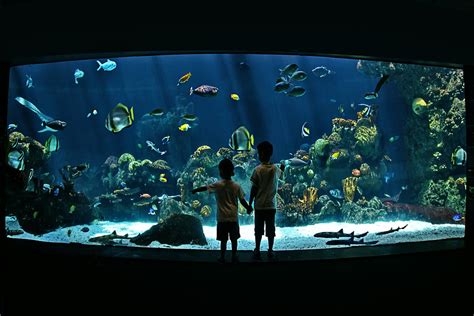 Minnesota Zoo Aquarium Underwater Tropical Fish Checking O Flickr