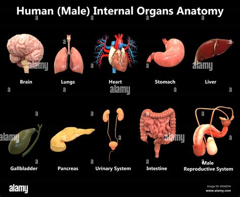 Male Internal Organs Anatomy Of Male Digestive System And Internal