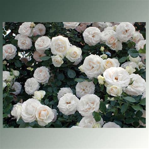 White Eden Climbing Rose Plant Potted 100 Petals Hardy Own