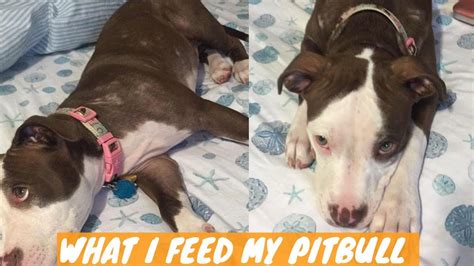 Pitbull Itchy Skin What I Feed My Pitbull With Skin Allergies To
