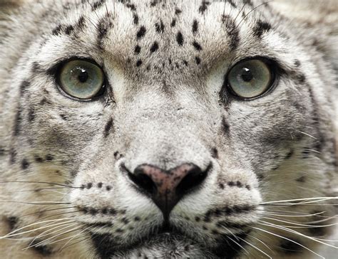 Increased Sightings Of Snow Leopards In Nw China Cgtn