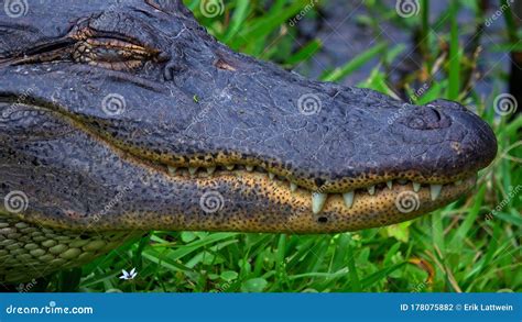 Big Alligator In The Swamps Of Louisiana Travel Photography Stock