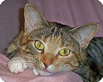 Thank mew so much for wanting to adopt rescue cats and kittens! Rochester, NY - Calico. Meet Viola a Cat for Adoption.