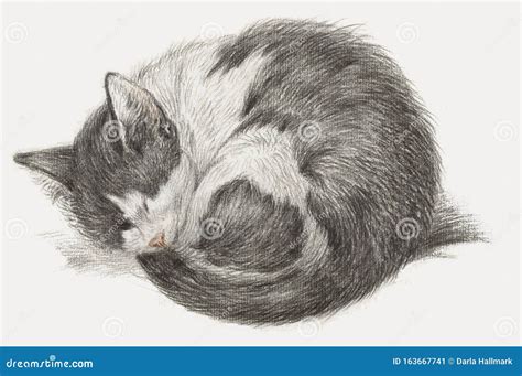 Sketch Cat Curled Up Drawing Img Wut